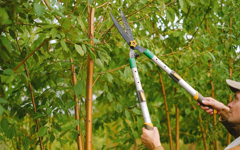 Tree trimming in Manteca, CA